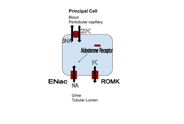 Principal Cell