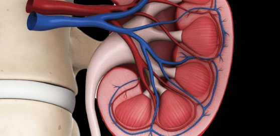 Contrast Nephropathy