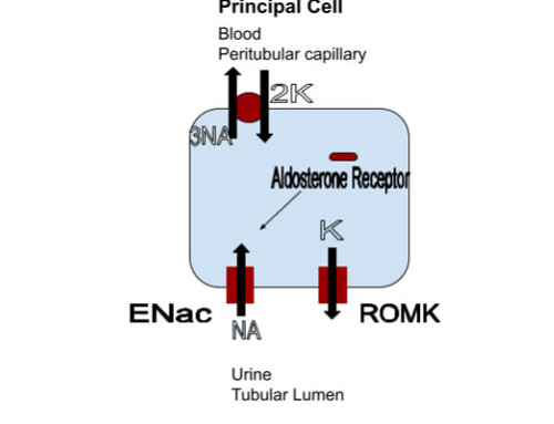 Mineralocorticoid Antagonists: How I Use Them in Kidney Disease and Hypertension