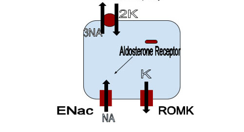 Mineralocorticoid Receptor Antagonists