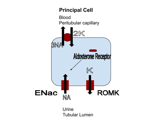 Mineralocorticoid Receptor Antagonists
